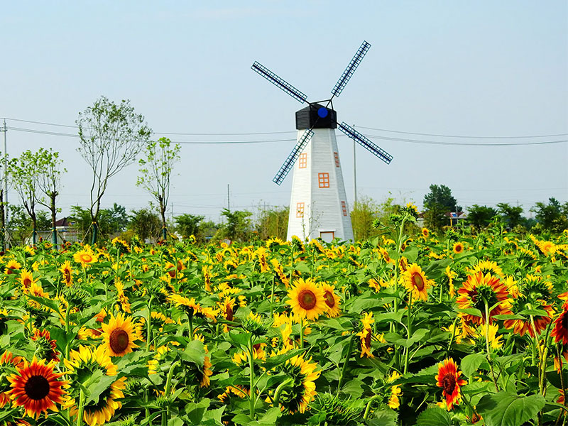 1652951257287925.jpg 鹽城市鹽都區(qū)印象鄉(xiāng)村農業(yè)發(fā)展有限公司.jpg