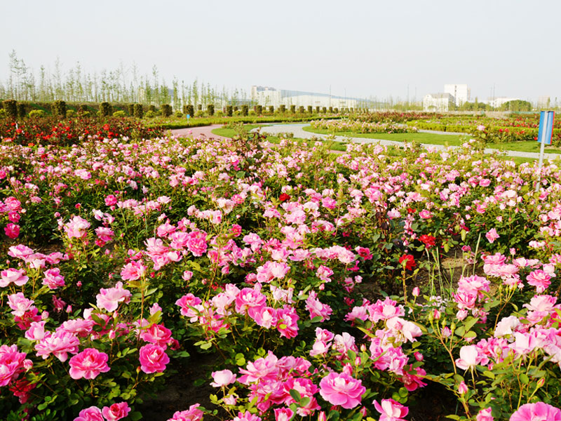 1652957174966924.jpg 2.jpg